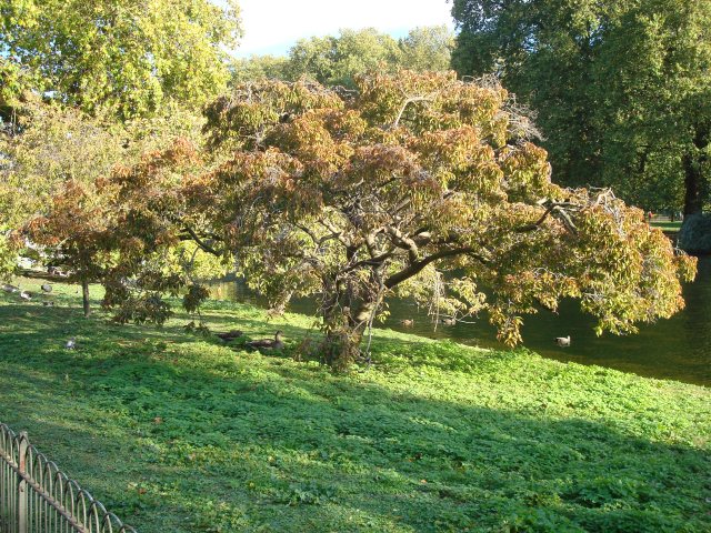 Picture of a tree in park areas near Buckingham